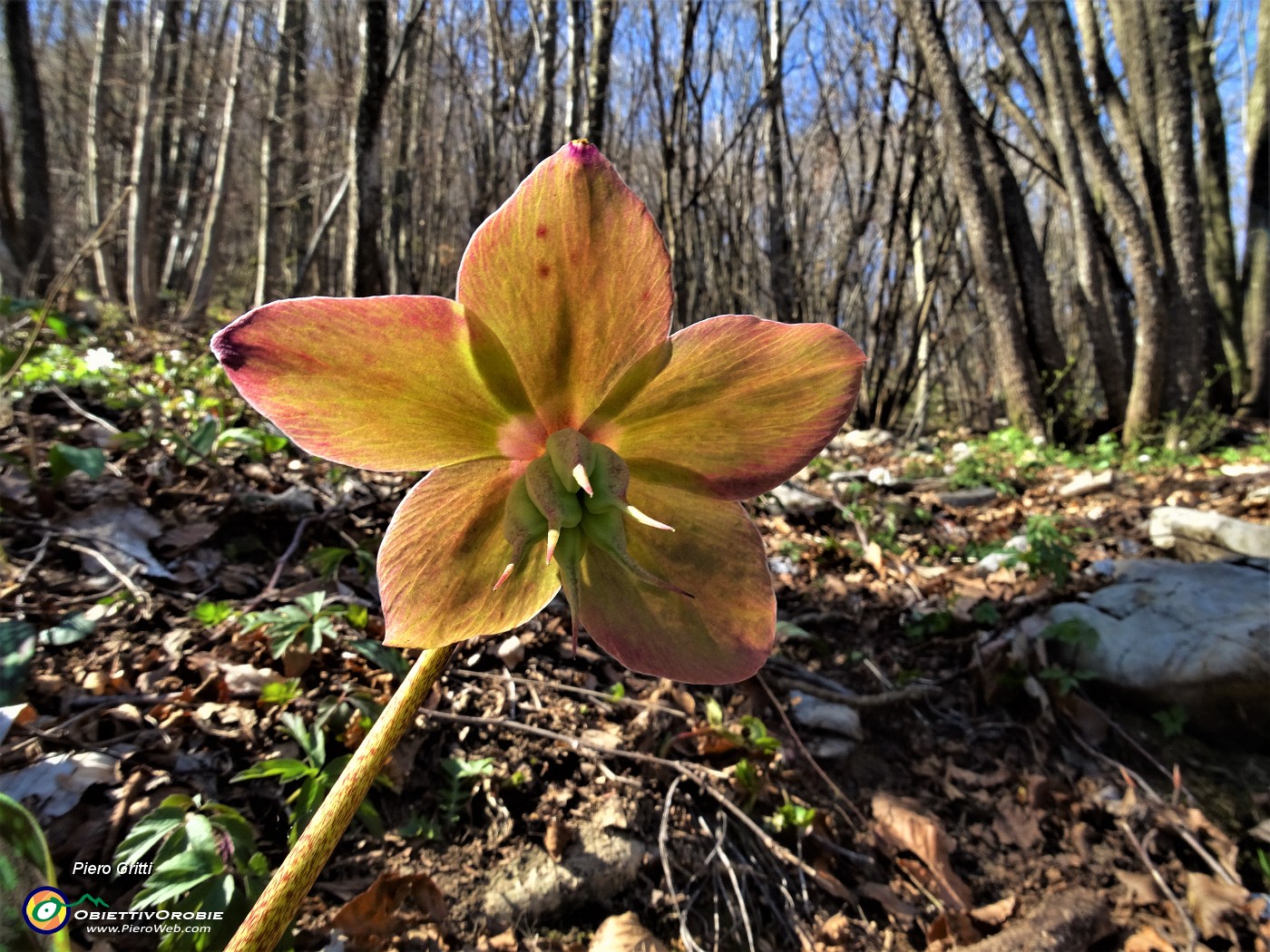 52 Elleboro fecondato (Helleborus niger) .JPG